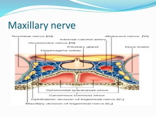 Maxillary nerve
 