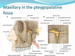 Maxillary in the pteygopalatine
fossa
 