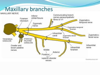 Maxillary branches
 