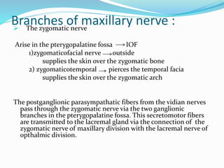 Branches of maxillary nerve : The zygomatic nerve
Arise in the pterygopalatine fossa IOF
1)zygomaticofacial nerve outside
supplies the skin over the zygomatic bone
2) zygomaticotemporal pierces the temporal facia
supplies the skin over the zygomatic arch
The postganglionic parasympathatic fibers from the vidian nerves
pass through the zygomatic nerve via the two ganglionic
branches in the pterygopalatine fossa. This secretomotor fibers
are transmitted to the lacremal gland via the connection of the
zygomatic nerve of maxillary division with the lacremal nerve of
opthalmic division.
 