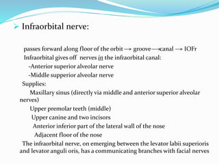  Infraorbital nerve:
passes forward along floor of the orbit groove canal IOFr
Infraorbital gives off nerves in the infraorbital canal:
-Anterior superior alveolar nerve
-Middle supperior alveolar nerve
Supplies:
Maxillary sinus (directly via middle and anterior superior alveolar
nerves)
Upper premolar teeth (middle)
Upper canine and two incisors
Anterior inferior part of the lateral wall of the nose
Adjacent floor of the nose
The infraorbital nerve, on emerging between the levator labii superioris
and levator anguli oris, has a communicating branches with facial nerves
 