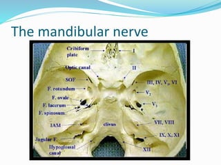The mandibular nerve
 