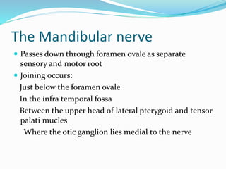 The Mandibular nerve
 Passes down through foramen ovale as separate
sensory and motor root
 Joining occurs:
Just below the foramen ovale
In the infra temporal fossa
Between the upper head of lateral pterygoid and tensor
palati mucles
Where the otic ganglion lies medial to the nerve
 