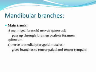Mandibular branches:
 Main trunk:
1) meningeal branch( nervus spinosus):
pass up through foramen ovale or foramen
spinosum
2) nerve to medial pterygoid muscles:
gives branches to tensor palati and tensor tympani
 