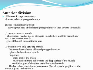 Anterior division:
 All motor Except one sensory
1) nerve to lateral pterygoid muscle
2) deep temporal nerve (two) :
above upper head of the lateral pterygoid muscle then deep to temporalis
3) nerve to maseter muscle :
above upper head of lateral pterygoid muscle then larally to mandibular
notch to masseter muscle.
gives off branch to mandibular joint
4) buccal nerve: only sensory branch
between the two heads of lateral pterygoid muscle
pierce the buccinator muscle
supplies:
small area of the cheek
mucous membrane adherent to the deep surface of the muscle
vestibular gum of the three mandibular molar teeth
The buccal nerve carries secretomotor fibers from otic ganglion to the
mucous gland in the mouth
 