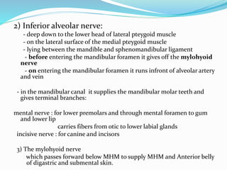 2) Inferior alveolar nerve:
- deep down to the lower head of lateral pteygoid muscle
- on the lateral surface of the medial pteygoid muscle
- lying between the mandible and sphenomandibular ligament
- before entering the mandibular foramen it gives off the mylohyoid
nerve
- on entering the mandibular foramen it runs infront of alveolar artery
and vein
- in the mandibular canal it supplies the mandibular molar teeth and
gives terminal branches:
mental nerve : for lower premolars and through mental foramen to gum
and lower lip
carries fibers from otic to lower labial glands
incisive nerve : for canine and incisors
3) The mylohyoid nerve
which passes forward below MHM to supply MHM and Anterior belly
of digastric and submental skin.
 