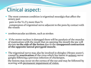 Clinical aspect:
 The most common condition is trigeminal neuralgia that affect the
sensry part
pain in the V2,V3 more than V1
compression of trigeminal nerve adjacent to the pons by contact with
the vessels
 cerebrovascular accidents, such as strokes
 If the motor nucleus is damaged there will be paralysis of the muscles
of mastication with the result that on opening the mouth the jaw will
deviate to the side of the lesion due to the unopposed contraction
of the opposite lateral pterygoid muscle.
 The trigeminal nerve may also be involved in shingles (Herpes zoster),
caused by reactivation of the virus which lies latent in sensory nerve
ganglia following a previous infection of chickenpox.
the lesions may occur on the cornea of the eye and may be followed by
scarring with permanent impairment of vision.
 