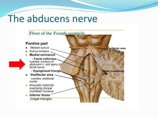 The abducens nerve
 