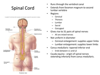 Spinal Cord
• Runs through the vertebral canal
• Extends from foramen magnum to second
lumbar vertebra
• Regions
– Cervical
– Thoracic
– Lumbar
– Sacral
– Coccygeal
• Gives rise to 31 pairs of spinal nerves
– All are mixed nerves
• Not uniform in diameter
– Cervical enlargement: supplies upper limbs
– Lumbar enlargement: supplies lower limbs
• Conus medullaris- tapered inferior end
– Ends between L1 and L2
• Cauda equina - origin of spinal nerves
extending inferiorly from conus medullaris.
 