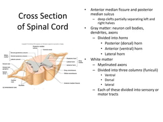 Cross Section
of Spinal Cord
• Anterior median fissure and posterior
median sulcus
– deep clefts partially separating left and
right halves
• Gray matter: neuron cell bodies,
dendrites, axons
– Divided into horns
• Posterior (dorsal) horn
• Anterior (ventral) horn
• Lateral horn
• White matter
– Myelinated axons
– Divided into three columns (funiculi)
• Ventral
• Dorsal
• lateral
– Each of these divided into sensory or
motor tracts
 