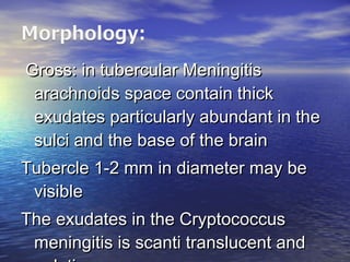 Gross: in tubercular MeningitisGross: in tubercular Meningitis
arachnoids space contain thickarachnoids space contain thick
exudates particularly abundant in theexudates particularly abundant in the
sulci and the base of the brainsulci and the base of the brain
Tubercle 1-2 mm in diameter may beTubercle 1-2 mm in diameter may be
visiblevisible
The exudates in the CryptococcusThe exudates in the Cryptococcus
meningitis is scanti translucent andmeningitis is scanti translucent and
 