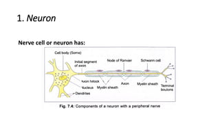 Central Nerves System | PDF
