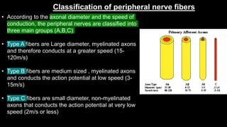 Classification of peripheral nerve fibers
• According to the axonal diameter and the speed of
conduction, the peripheral nerves are classified into
three main groups (A,B,C)
• Type A fibers are Large diameter, myelinated axons
and therefore conducts at a greater speed (15-
120m/s)
• Type B fibers are medium sized , myelinated axons
and conducts the action potential at low speed (3-
15m/s)
• Type C fibers are small diameter, non-myelinated
axons that conducts the action potential at very low
speed (2m/s or less)
 