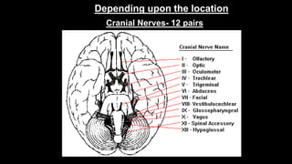 Depending upon the location
Cranial Nerves- 12 pairs
 