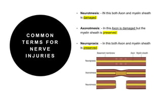 C O M M O N
T E R M S F O R
N E R V E
I N J U R I E S
• Neurotmesis: - IN this both Axon and myelin sheath
is damaged
• Axonotmesis: - In this Axon is damaged but the
myelin sheath is preserved
• Neuropraxia: - In this both Axon and myelin sheath
is preserved
 