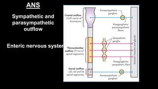 Sympathetic and
parasympathetic
outflow
ANS
Enteric nervous system
 