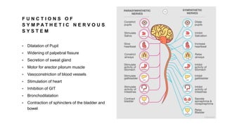 F U N C T I O N S O F
S Y M P A T H E T I C N E R V O U S
S Y S T E M
• Dilatation of Pupil
• Widening of palpebral fissure
• Secretion of sweat gland
• Motor for arector pilorum muscle
• Vasoconstriction of blood vessels
• Stimulation of heart
• Inhibition of GIT
• Bronchodilatation
• Contraction of sphincters of the bladder and
bowel
 