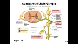 Autonomic nervous system
 