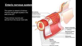 Enteric nervous system
The system is network of intrinsic
neurons and ganglia located in the
wall of the GIT.
These intrinsic neurons are
derived from the neural crest cells
 