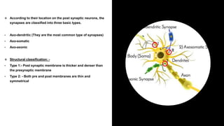  According to their location on the post synaptic neurons, the
synapses are classified into three basic types.
• Axo-dendritic (They are the most common type of synapses)
• Axo-somatic
• Axo-axonic
 Structural classification: -
• Type 1:- Post synaptic membrane is thicker and denser than
the presynaptic membrane
• Type 2: - Both pre and post membranes are thin and
symmetrical
 