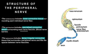 S T R U C T U R E O F
T H E P E R I P H E R A L
N E R V E
•The endoneurium includes loose connective tissue sur-
rounding each individual nerve fiber.
•The perineurium includes specialized connective
tissue surrounding each nerve fascicle. (Blood nerve
barrier)
•The epineurium includes dense irregular connective
tissue that surrounds a peripheral nerve and fills the
spaces between nerve fascicles.
 