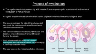 Process of myelination
 The myelination is the process by which nerve fibers acquire myelin sheath which enhance the
conduction of nerve impulse
 Myelin sheath consists of concentric layers of plasma membrane surrounding the axon
• The axon invaginates the side of the schwann cell,
as a result the plasma membrane of the schwann
cells forms the mesoaxon
• The schwann cells now rotate around the axon and
becomes wrapped repeatedly around the axon
forming the spirals.
• Each schwann cell at the regular intervals
interdigitate with the other schwann cell and the gap
is called as Node of Ranvier
• The area between the nodes is called as internodes
 