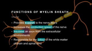 F U N C T I O N S O F M Y E L I N S H E AT H
• Provides support to the nerve fibers
• Increases the conduction speed of the nerve
• Insulates an axon from the extracellular
environments
• Responsible for the colour of the white matter
of brain and spinal cord
 