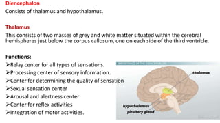 Diencephalon
Consists of thalamus and hypothalamus.
Thalamus
This consists of two masses of grey and white matter situated within the cerebral
hemispheres just below the corpus callosum, one on each side of the third ventricle.
Functions:
Relay center for all types of sensations.
Processing center of sensory information.
Center for determining the quality of sensation
Sexual sensation center
Arousal and alertness center
Center for reflex activities
Integration of motor activities.
 