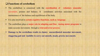  Functions of cerebellum
 The cerebellum is concerned with the coordination of voluntary muscular
movement, posture and balance. It coordinates activities associated with the
maintenance of the balance and equilibrium of the body.
 It is also involved in certain cognitive functions, such as language.
 The cerebellum plays a major role in adapting and fine- tuning motor programs to
make accurate movements through a trial-and-error process.
 Damage to the cerebellum results in clumsy uncoordinated muscular movement,
staggering gait and inability to carry out smooth, steady, precise movements.
 