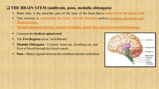  THE BRAIN STEM (midbrain, pons, medulla oblongata)
 Brain stem is the stem-like part of the base of the brain that is connected to the spinal cord.
 This structure is responsible for basic vital life functions such as breathing, heartbeat, and
blood pressure.
 Medulla oblongata directly controls breathing, blood flow, and other essential functions.
 Connects the brain to spinal cord
 The Two Regions act as “switchboard”
 Medulla Oblongata – Controls heart rate, breathing rate, and
flow of blood through the blood vessels.
 Pons – Relays signals between the cerebrumand thecerebellum
 