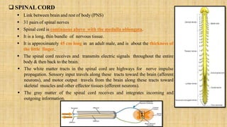  SPINAL CORD
 Link between brain and rest of body (PNS)
 31 pairs of spinal nerves
 Spinal cord is continuous above with the medulla oblongata.
 It is a long, thin bundle of nervous tissue.
 It is approximately 45 cm long in an adult male, and is about the thickness of
the little finger.
 The spinal cord receives and transmits electric signals throughout the entire
body & then back to the brain.
 The white matter tracts in the spinal cord are highways for nerve impulse
propagation. Sensory input travels along these tracts toward the brain (afferent
neurons), and motor output travels from the brain along these tracts toward
skeletal muscles and other effector tissues (efferent neurons).
 The gray matter of the spinal cord receives and integrates incoming and
outgoing information.
 