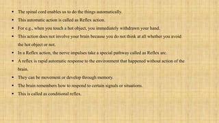  The spinal cord enables us to do the things automatically.
 This automatic action is called as Reflex action.
 For e.g., when you touch a hot object, you immediately withdrawn your hand.
 This action does not involve your brain because you do not think at all whether you avoid
the hot object or not.
 In a Reflex action, the nerve impulses take a special pathway called as Reflex arc.
 A reflex is rapid automatic response to the environment that happened without action of the
brain.
 They can be movement or develop through memory.
 The brain remembers how to respond to certain signals or situations.
 This is called as conditional reflex.
 