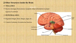  THALAMUS
 Receive messages from sensory receptors; relays information to proper
regions of cerebrum
 HYPOTHALAMUS
 Regulates hunger, thirst, fatigue, anger, etc…
 Control of pituitary forendocrine function
 Other Structures inside the Brain
Pons
Pituitary gland
Hypothalamus
Cerebrum
Medulla oblongata Spinal cord
Cerebellum
Thalamus
Pineal
gland
Section 35-3
 