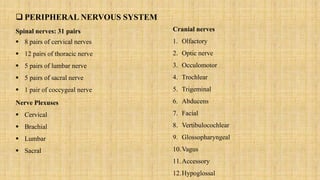  PERIPHERAL NERVOUS SYSTEM
Spinal nerves: 31 pairs
 8 pairs of cervical nerves
 12 pairs of thoracic nerve
 5 pairs of lumbar nerve
 5 pairs of sacral nerve
 1 pair of coccygeal nerve
Nerve Plexuses
 Cervical
 Brachial
 Lumbar
 Sacral
Cranial nerves
1. Olfactory
2. Optic nerve
3. Occulomotor
4. Trochlear
5. Trigeminal
6. Abducens
7. Facial
8. Vertibulocochlear
9. Glossopharyngeal
10.Vagus
11.Accessory
12.Hypoglossal
 