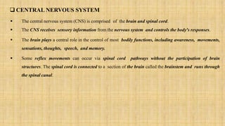  The central nervous system (CNS) is comprised of the brain and spinal cord.
 The CNS receives sensory information from the nervous system and controls the body's responses.
 The brain plays a central role in the control of most bodily functions, including awareness, movements,
sensations, thoughts, speech, and memory.
 Some reflex movements can occur via spinal cord pathways without the participation of brain
structures. The spinal cord is connected to a section of the brain called the brainstem and runs through
the spinal canal.
 CENTRAL NERVOUS SYSTEM
 