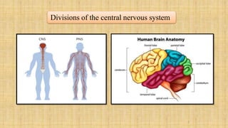 2
Divisions of the central nervous system
 