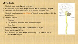  The Brain
• The brain is the control center of the body
• It is about 2% of your body weight and uses 20% of your body’s oxygen.
• The central nervous system is made up of the brain and spinal cord.
• The brain constitutes about one-fiftieth of the body weight and lies within the
cranial cavity.
• The brain parts are
– Cerebrum
– The brain stem (midbrain, pons, medulla oblongata)
– Cerebellum
• The average brain weight of the adult male was 1336 gm,
• for the adult female 1198 gr.
• With increasing age, brain weight decreases by 2.7 gr in males, and by
2.2 gr in females per year.
 