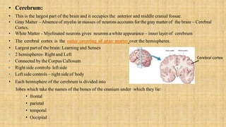 • Cerebrum:
• This is the largest part of the brain and it occupies the anterior and middle cranial fossae.
• Gray Matter – Absenceof myelin in masses of neurons accounts for thegray matter of the brain – Cerebral
Cortex.
• White Matter - Myelinated neurons gives neurons a white appearance – inner layerof cerebrum
• The cerebral cortex is the outer covering of gray matter over the hemispheres.
• Largest partof the brain: Learning and Senses
• 2 hemispheres- Right and Left
• Connected by the Corpus Callosum
• Right side controls- left side
• Left side controls – right side of body
• Each hemisphere of the cerebrum is divided into
lobes which take the names of the bones of the cranium under which they lie:
• frontal
• parietal
• temporal
• Occipital
Cerebral cortex
 