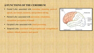  FUNCTIONS OF THE CEREBRUM
 Frontal Lobe- associated with reasoning, planning, parts of
speech, movement, emotions, and problem solving
 Parietal Lobe- associated with movement, orientation,
recognition, perception of stimuli
 Occipital Lobe- associated with visual processing
 Temporal Lobe- associated with perception and recognition of
auditory stimuli, memory, and speech
 