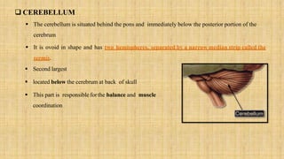  CEREBELLUM
 The cerebellum is situated behind the pons and immediately below the posterior portion of the
cerebrum
 It is ovoid in shape and has two hemispheres, separated by a narrow median strip called the
vermis.
 Second largest
 located below the cerebrum at back of skull
 This part is responsible forthe balance and muscle
coordination
 