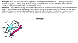 • Neuroglia - Cells that provide metabolic supportand immune protection forneurons. Neurogliaoutnumber
neurons by about10:1 in the Central Nervous System. Neuroglia do not generate or conduct nerve impulses.
However, unlike neurons, glial cells canregenerate if injured
• Astrocytes - Provide for the energy and other metabolic needs of neurons as well as giving nervous tissue structural
support. When neurons of the brain or the spinal cord are injured and destroyed, they arereplaced with scar tissue
made up of astrocytes (aprocess called gliosis). 0r Astrocytes: The star-shaped glial cells are present between
neurons and blood vessels, and help in the transportation of substances between neurons and blood vessels.
 