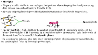 • Microglia
• Phagocytic cells, similar to macrophages, that perform a housekeeping function by removing
dead cellular material and bacteria from the CNS.
• he ovoid-shaped glial cells provide structural support and are involved in phagocytosis.
• Ependymal Cells - Cells that line the cerebral spinal fluid (CSF) containing cavities of the
brain - the ventricles. CSF is secreted by a specialized subset of ependymal cells in the walls of
the ventricles of the brain called the choroid plexus.
The Columnar or cuboidal glial cells allow the transportation of substances between interstitial
and cerebrospinal fluids by forming a porous layer.
 