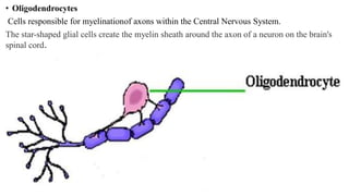 • Oligodendrocytes
Cells responsible for myelinationof axons within the Central Nervous System.
The star-shaped glial cells create the myelin sheath around the axon of a neuron on the brain's
spinal cord.
 