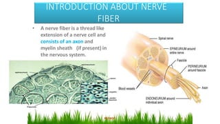 INTRODUCTION ABOUT NERVE
FIBER
• A nerve fiber is a thread like
extension of a nerve cell and
consists of an axon and
myelin sheath (if present) in
the nervous system.
 
