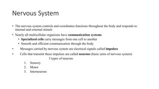 Nervous System
• The nervous system controls and coordinates functions throughout the body and responds to
internal and external stimuli
• Nearly all multicellular organisms have communication systems
• Specialized cells carry messages from one cell to another
• Smooth and efficient communication through the body
• Messages carried by nervous system are electrical signals called impulses
• Cells that transmit these impulses are called neurons (basic units of nervous system)
3 types of neurons
1. Sensory
2. Motor
3. Interneurons
 