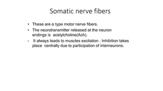 Somatic nerve fibers
• These are α type motor nerve fibers.
• The neurotransmitter released at the neuron
endings is acetylcholine(Ach).
• It always leads to muscles excitation . Inhibition takes
place centrally due to participation of interneurons.
 