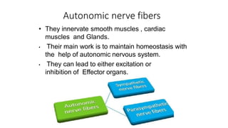 Autonomic nerve fibers
• They innervate smooth muscles , cardiac
muscles and Glands.
• Their main work is to maintain homeostasis with
the help of autonomic nervous system.
• They can lead to either excitation or
inhibition of Effector organs.
 