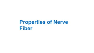 Properties of Nerve
Fiber
 
