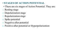 • STAGES OF ACTION POTENTIAL
• There are six stages of Action Potential. They are:
1. Resting stage
2. Depolarization stage
3. Repolarization stage
4. Spike potential
5. Negative after potential
6. Positive after potential or Hyperpolarization
 