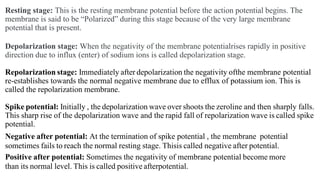 Resting stage: This is the resting membrane potential before the action potential begins. The
membrane is said to be “Polarized” during this stage because of the very large membrane
potential that is present.
Depolarization stage: When the negativity of the membrane potentialrises rapidly in positive
direction due to influx (enter) of sodium ions is called depolarization stage.
Repolarization stage: Immediately after depolarization the negativity ofthe membrane potential
re-establishes towards the normal negative membrane due to efflux of potassium ion. This is
called the repolarization membrane.
Spike potential: Initially , the depolarization wave over shoots the zeroline and then sharply falls.
This sharp rise of the depolarization wave and the rapid fall of repolarization wave is called spike
potential.
Negative after potential: At the termination of spike potential , the membrane potential
sometimes fails to reach the normal resting stage. Thisis called negative after potential.
Positive after potential: Sometimes the negativity of membrane potential become more
than its normal level. This is called positive afterpotential.
 